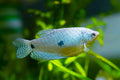 Blue Gourami