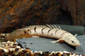 Dinosaur Senegalus Polypterus