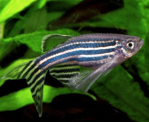 Zebra Danio
