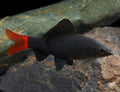 Redtail Shark
