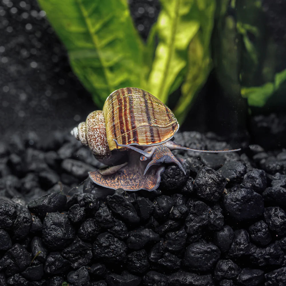 Black Mystery Snail