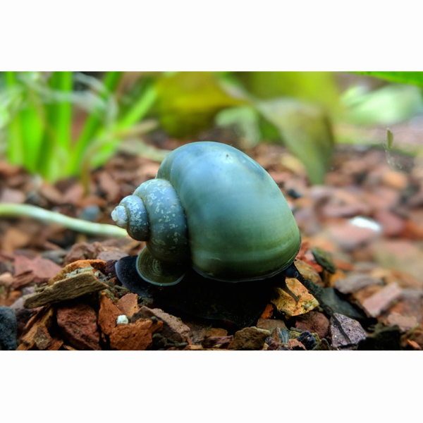 Blue Mystery Snail