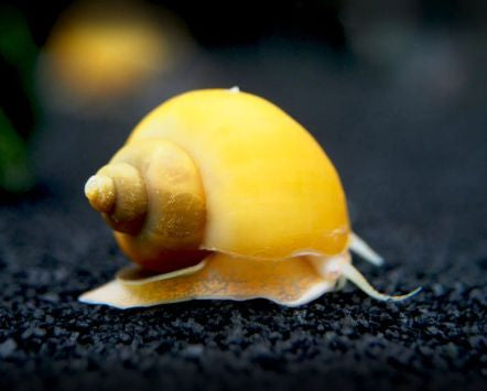 Gold Mystery Snail
