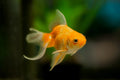 Red Fantail Goldfish