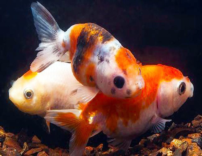 Assorted Lionhead Goldfish