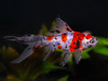 Calico Shubunkin Goldfish