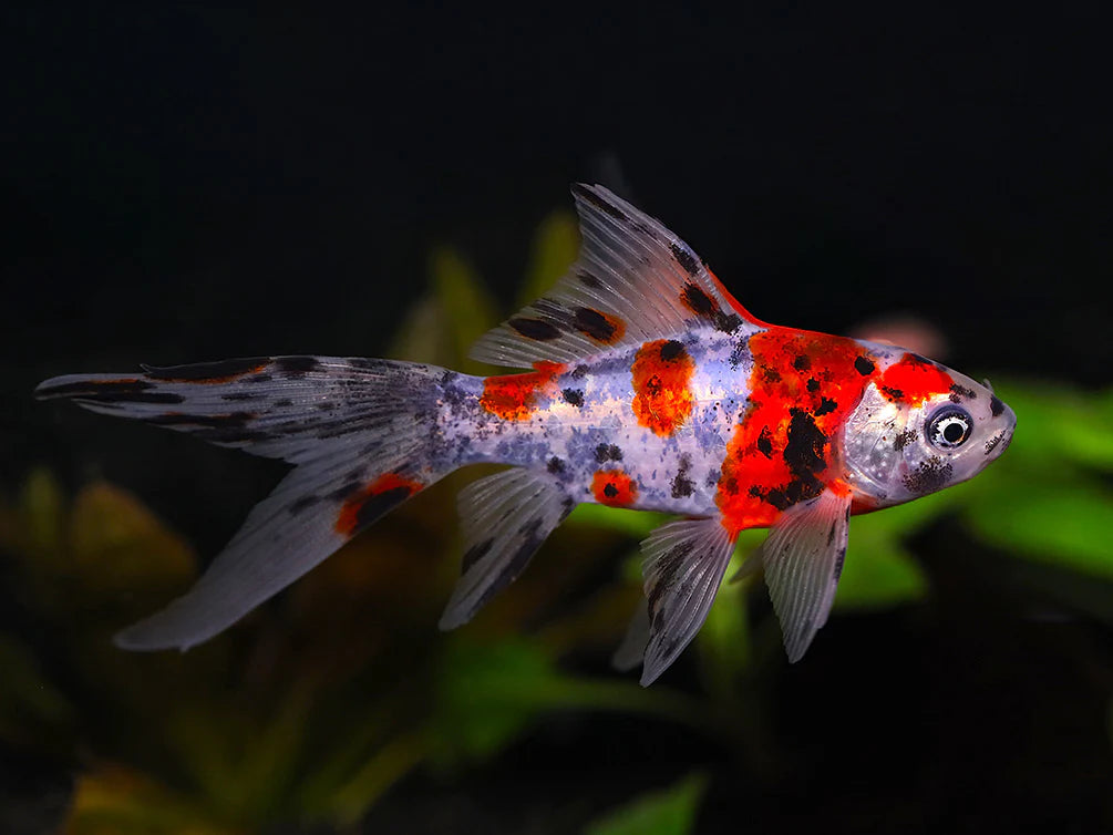 Calico Shubunkin Goldfish