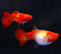 Koi guppy pairs
