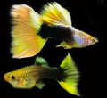 Yellow Tuxedo Guppy pairs