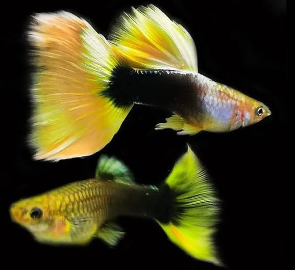 Yellow Tuxedo Guppy pairs