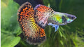 Red Dragon Guppy pairs