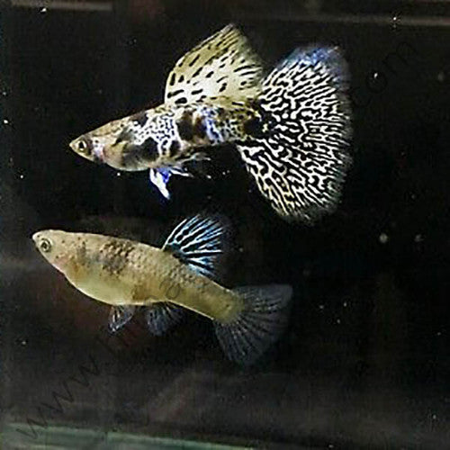 Tiger King Guppy pairs