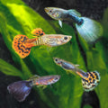 Assorted Fancy Guppy