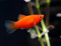 Dwarf Red Coral Platy