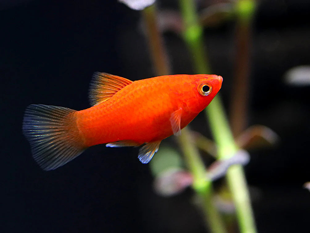 Dwarf Red Coral Platy