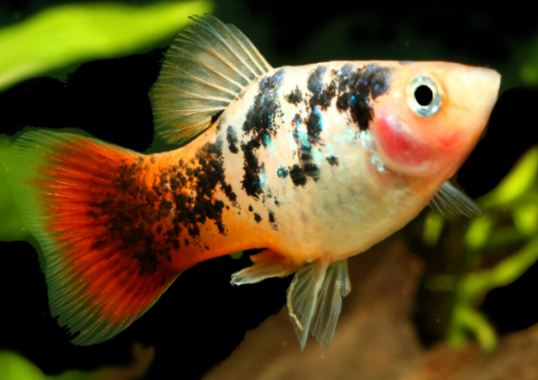 Redtail Dalmatian Platy