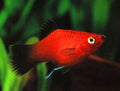 Red Wag Platy