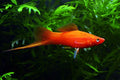 Velvet Swordtail