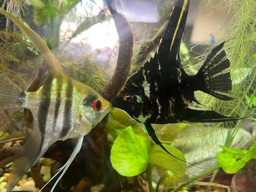 Fancy Angel Fish