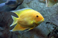 Gold pineapple Cichlid