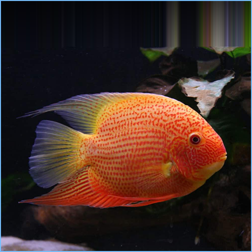 Red Spot Gold Severum
