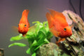 blood parrot cichlid