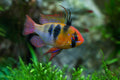 German Blue Ram Cichlid
