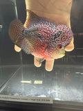 Short body flowerhorn