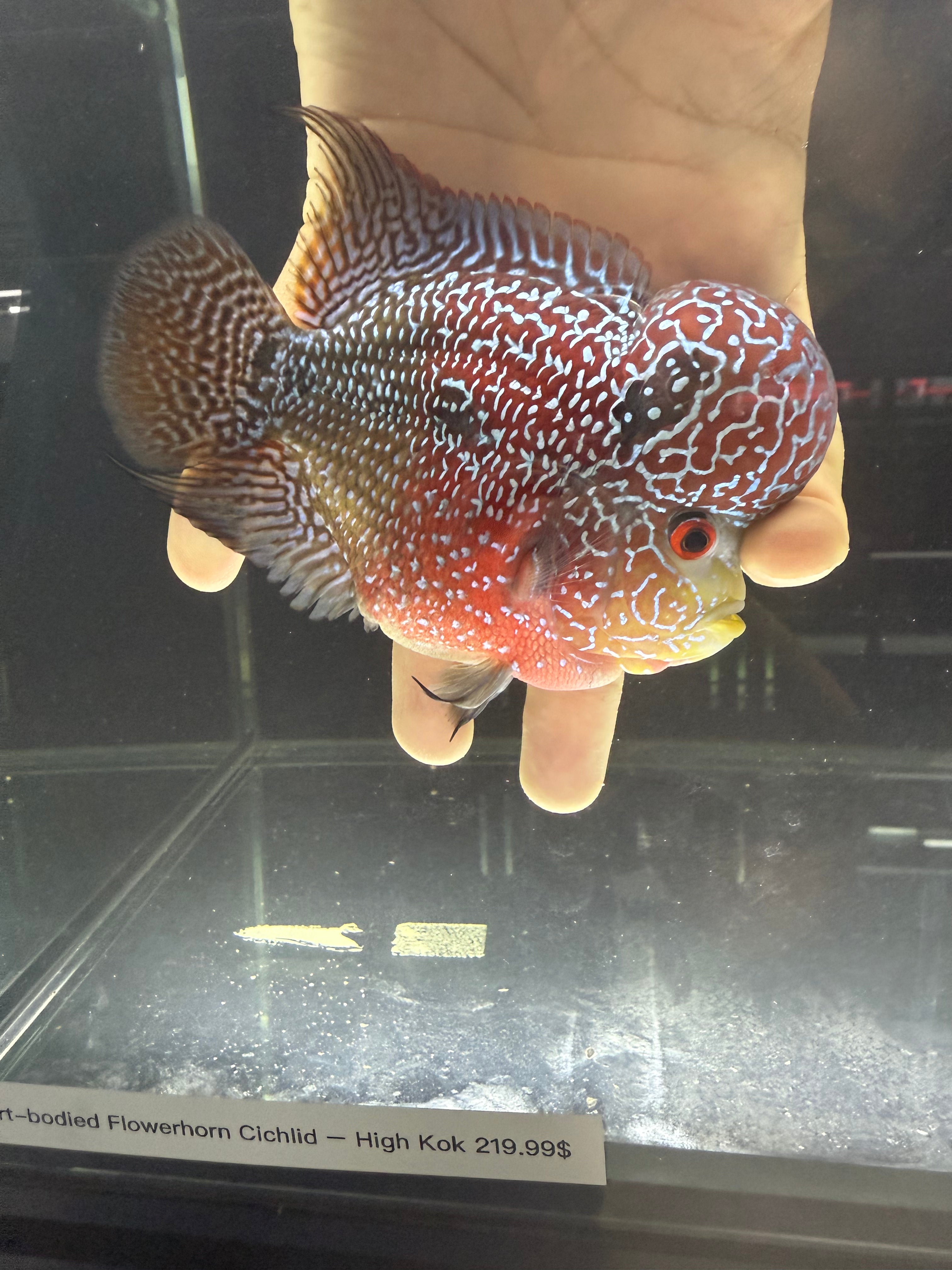 Short body flowerhorn