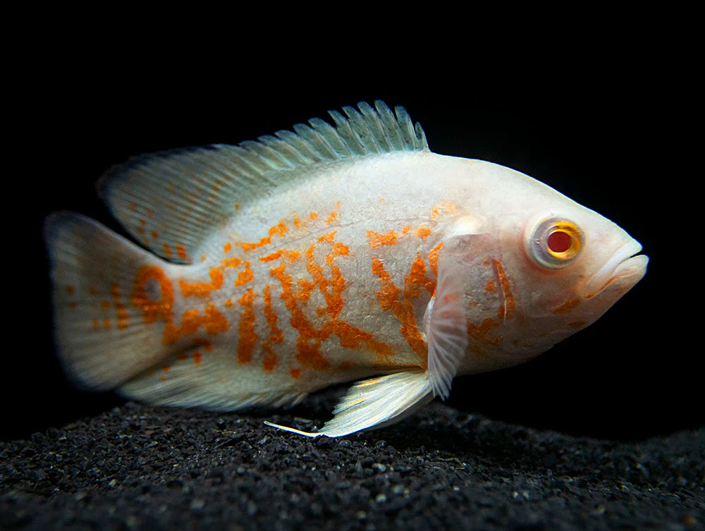 Albino Oscar