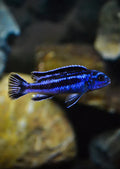 electric blue johanni