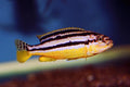 Auratus Cichlid