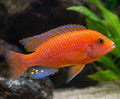 Red Zebra Cichlid