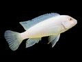 Albino Socolofi Cichlid