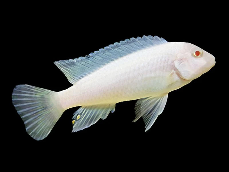 Albino Socolofi Cichlid