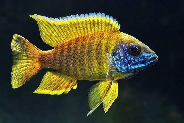 Sunshine Peacock Cichlid