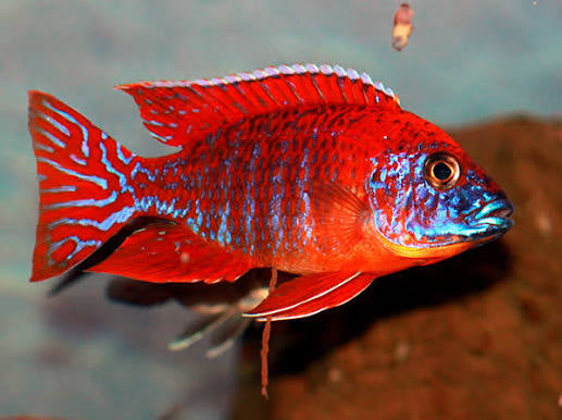 Red Peacock Cichlid