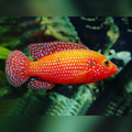 jewel cichlid cichlid