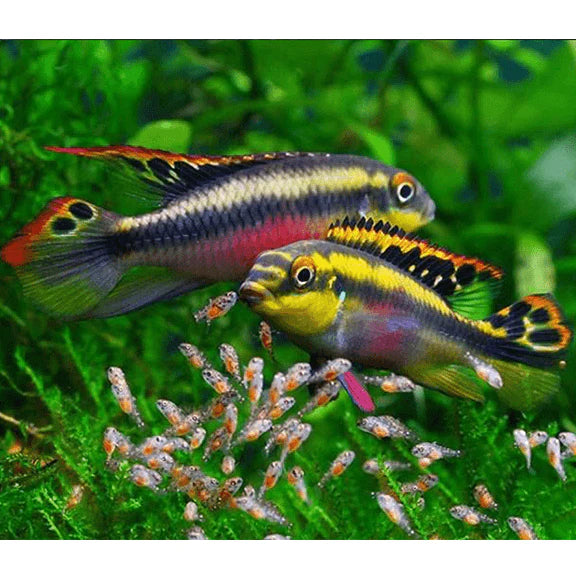 kribensis cichlid