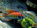pundamilia nyererei cichlid