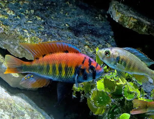pundamilia nyererei cichlid