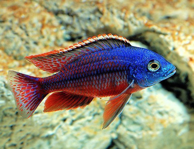 red empress cichlid