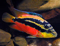 salvini cichlid