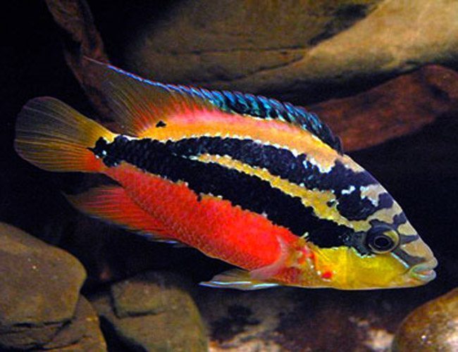 salvini cichlid