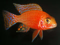 ruby crystal peacock cichlid