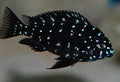 tropheus duboisi cichlid
