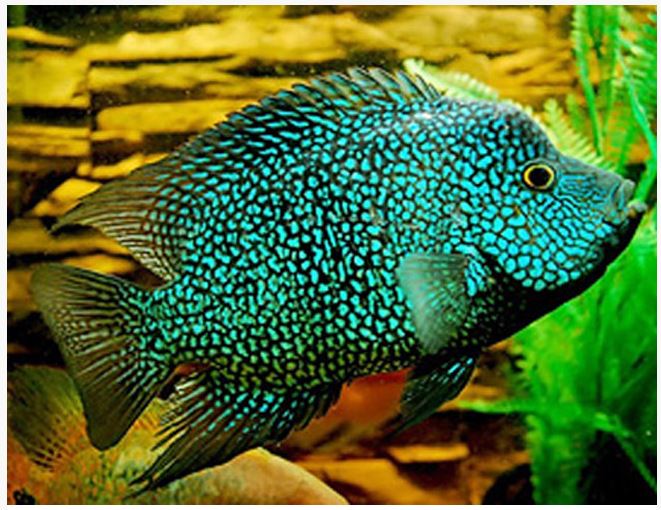 Green texas carpintis cichild