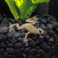 dwarf bb puffer