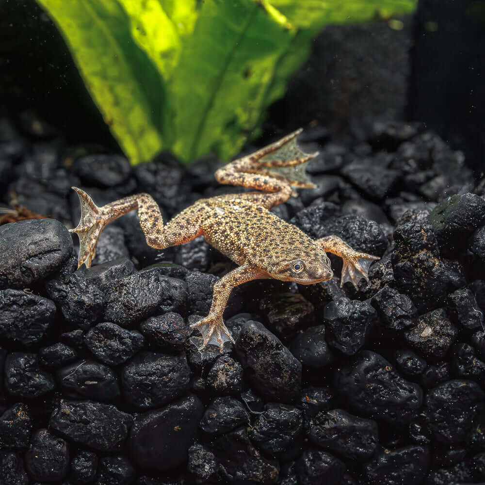 dwarf bb puffer