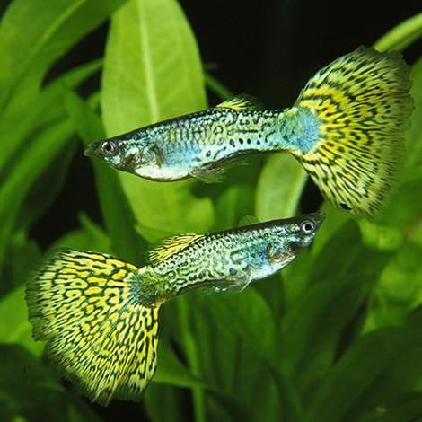 green cobra delta guppy pairs